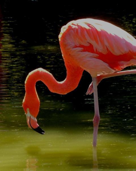 flamingo sp.