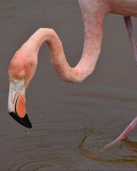 flamingo sp.