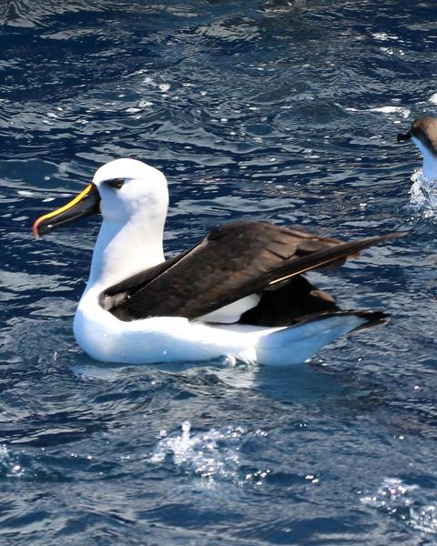 Yellow-nosed Albatross (Atlantic)