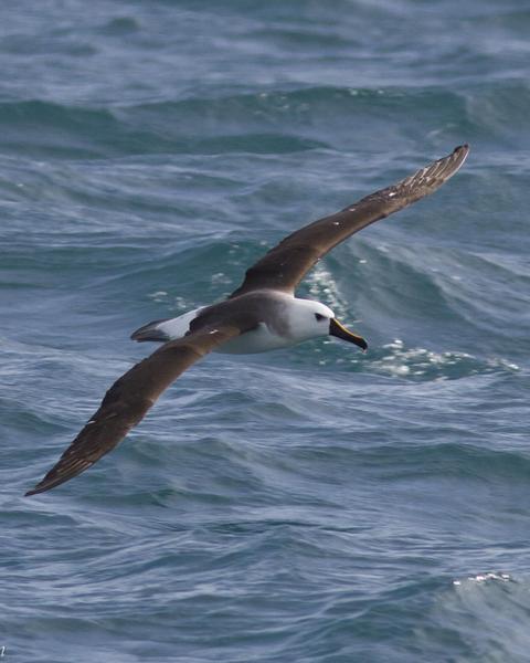 Yellow-nosed Albatross (Atlantic)