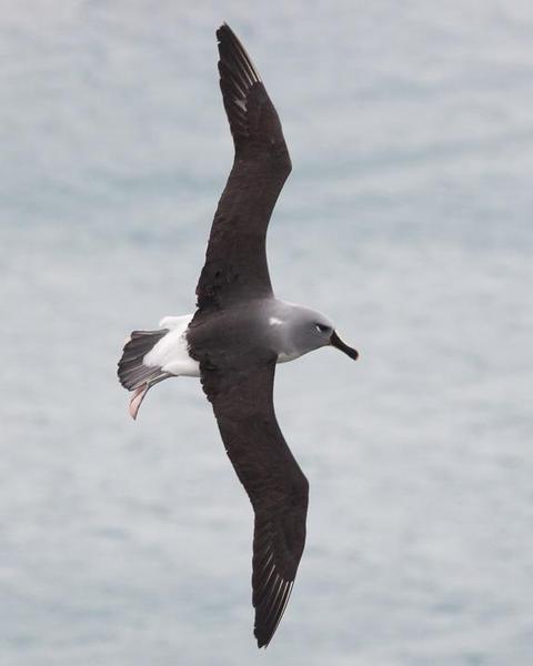 Gray-headed Albatross