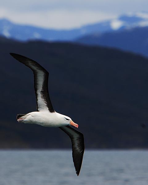 Black-browed Albatross (Black-browed)