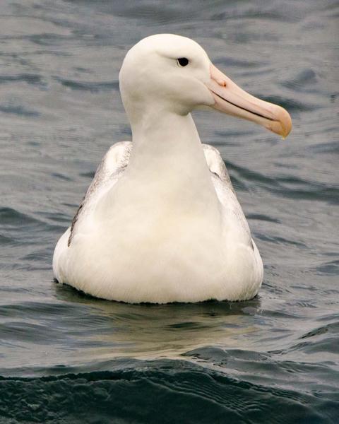Royal Albatross (Northern)