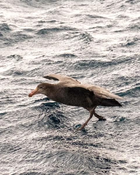 Northern Giant-Petrel