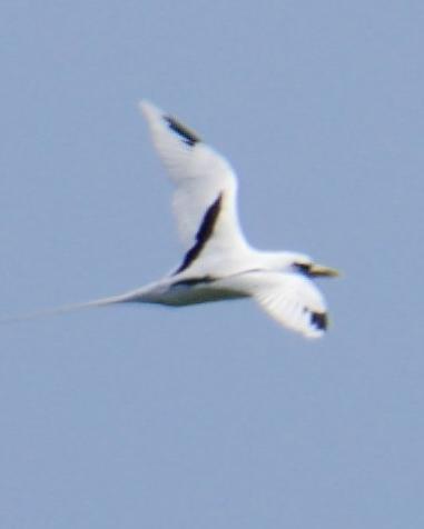 White-tailed Tropicbird (Pacific)