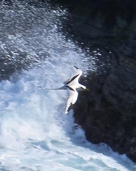 White-tailed Tropicbird (Pacific)