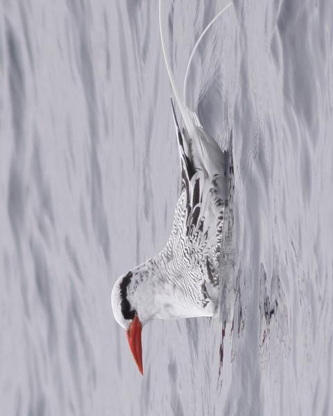 Red-billed Tropicbird