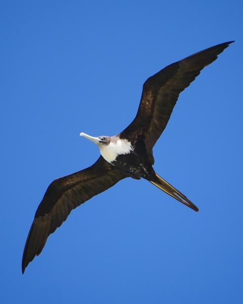 Great Frigatebird