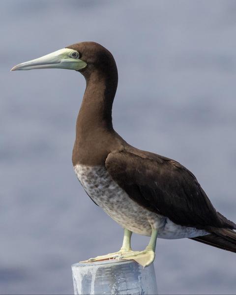 Brown Booby (Brewster's)