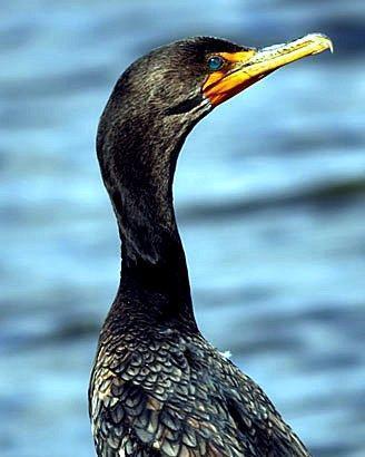 Double-crested Cormorant