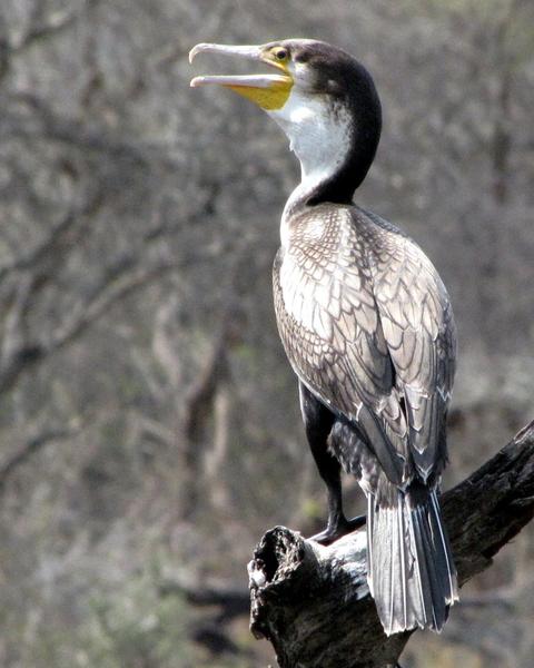 Great Cormorant (White-breasted)