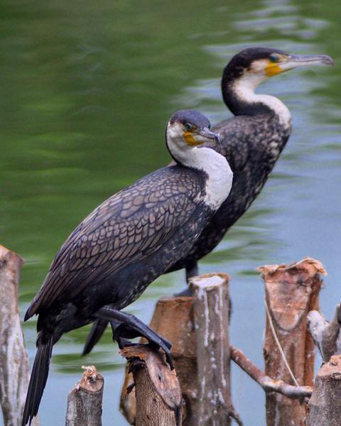 Great Cormorant (White-breasted)