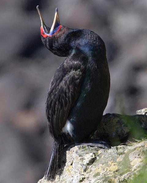 Red-faced Cormorant