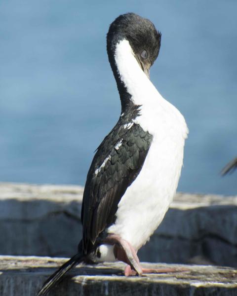 Imperial Cormorant