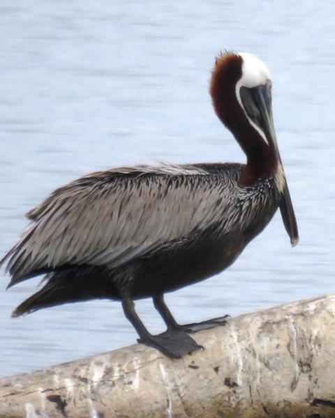 Brown Pelican (Southern)