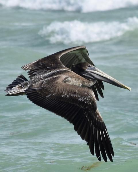 Brown Pelican (Southern)