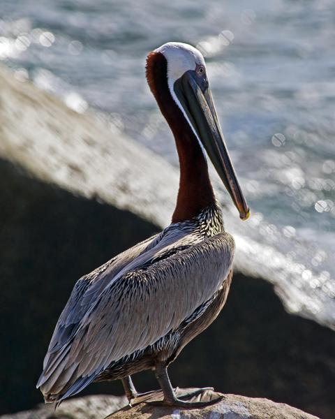 Brown Pelican (Atlantic)