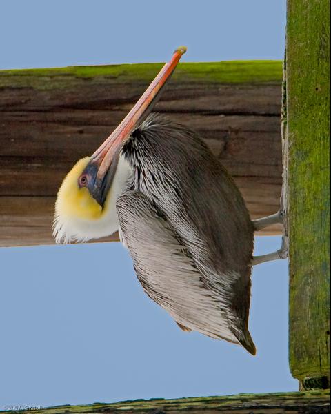 Brown Pelican (Atlantic)