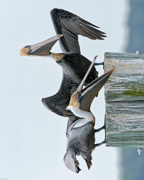 Brown Pelican (Atlantic)