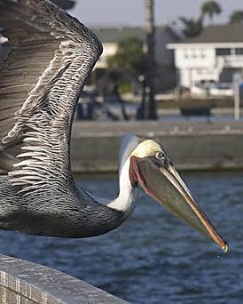 Brown Pelican (Atlantic)