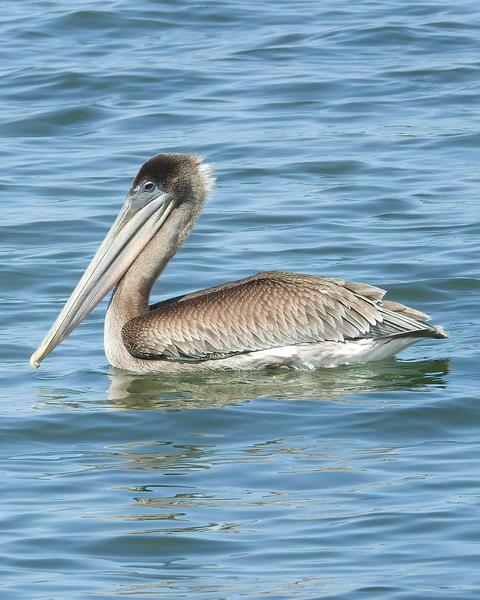Brown Pelican (California)