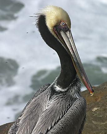 Brown Pelican (California)