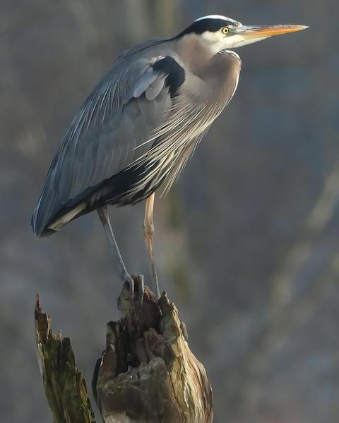 Great Blue Heron (Blue form)