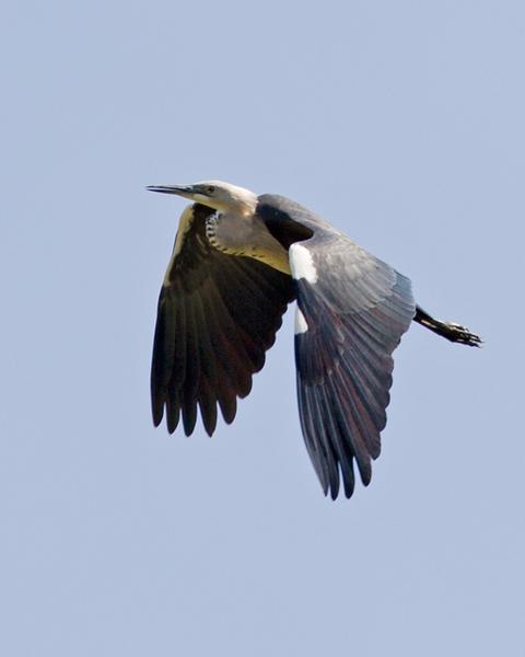 Pacific Heron