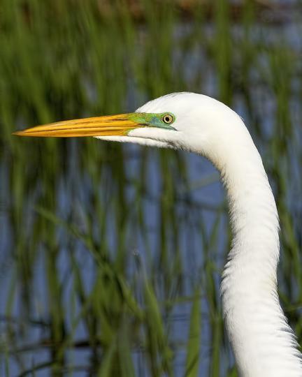 Great Egret (American)