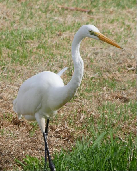 Great Egret (Australasian)