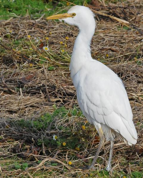 Cattle Egret (Western)
