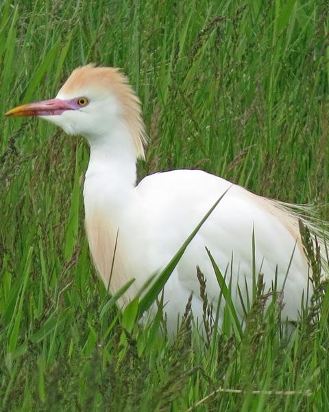 Cattle Egret (Seychelles)