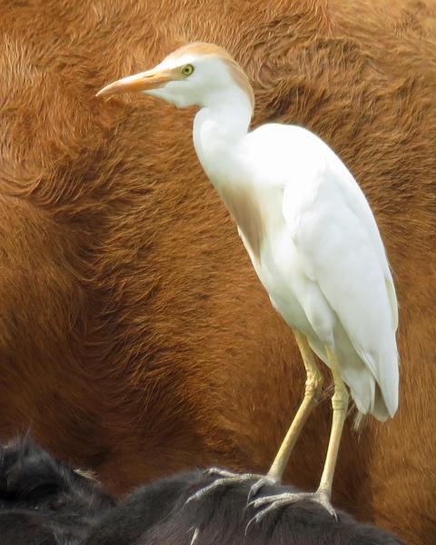 Cattle Egret (Seychelles)