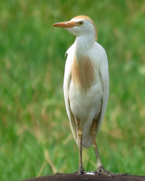 Cattle Egret (Seychelles)