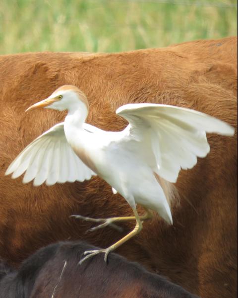 Cattle Egret (Seychelles)