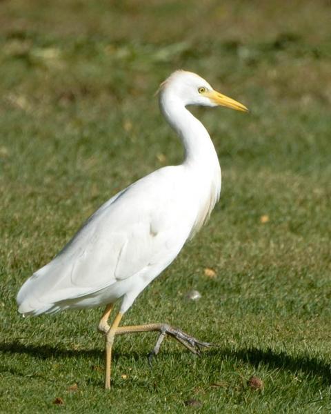 Cattle Egret (Seychelles)