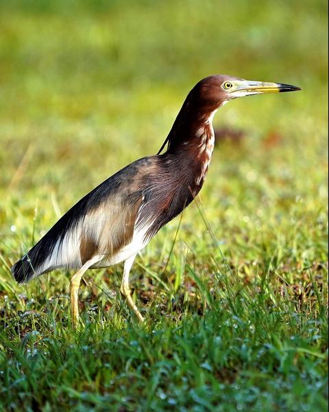 Chinese Pond-Heron
