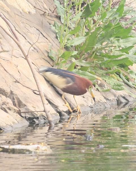 Chinese Pond-Heron