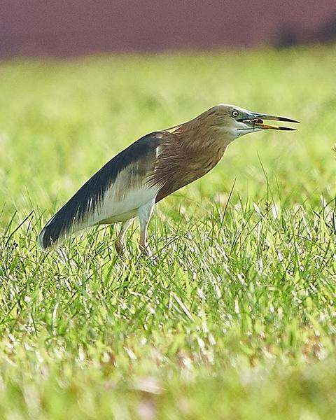 Javan Pond-Heron