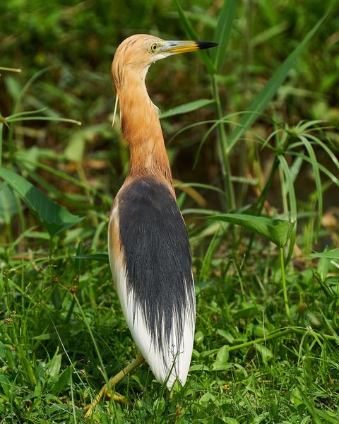 Javan Pond-Heron