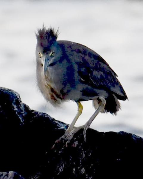 Striated Heron (Galapagos)