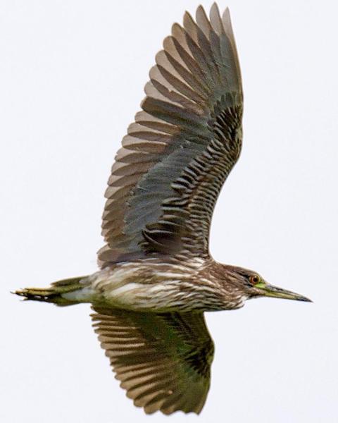 Black-crowned Night-Heron (American)