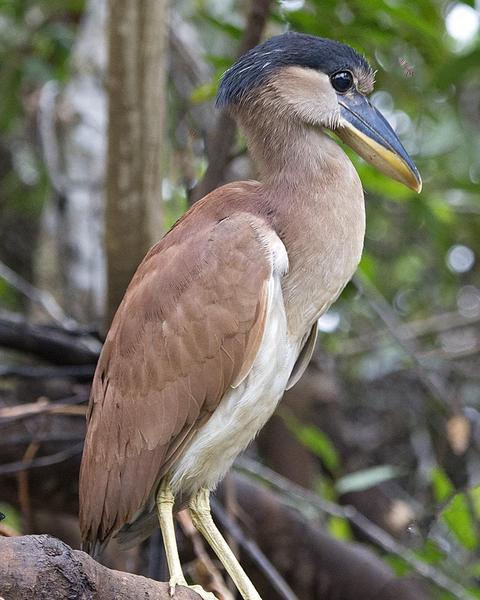 Boat-billed Heron (Southern)