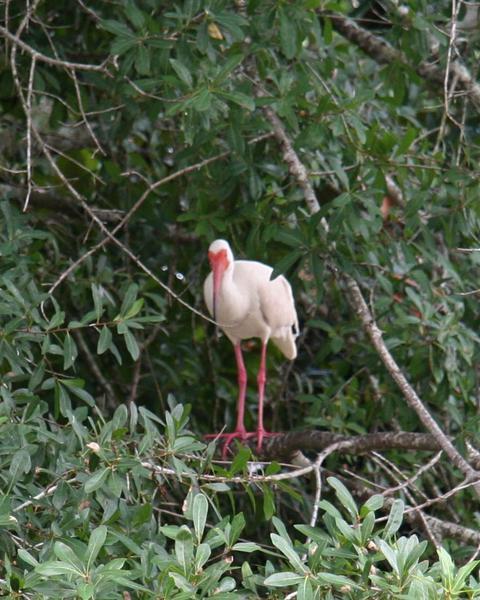 White Ibis