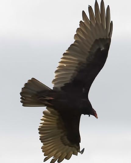 Turkey Vulture (Northern)