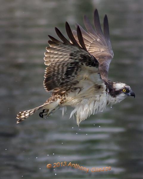 Osprey