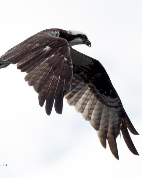 Osprey