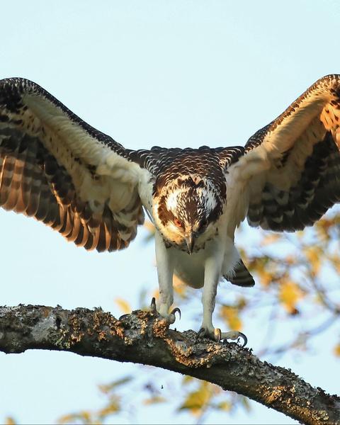 Osprey