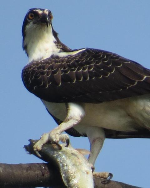 Osprey