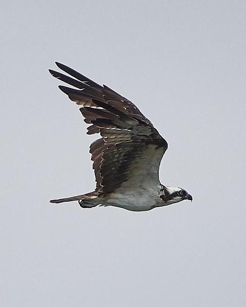 Osprey